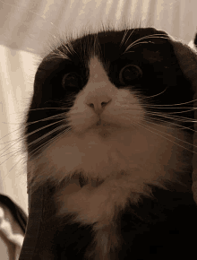 Cat Intensifies GIF - Cat Intensifies GIFs