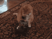 robotics cat