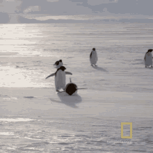 Penguin Waddles National Geographic GIF - Penguin Waddles National Geographic All About The Adelie Penguin GIFs