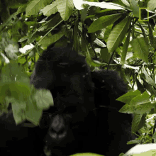 Eating Close Gorilla Encounter GIF - Eating Close Gorilla Encounter Explorer GIFs