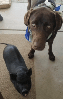 a dog with a blue bandana around its neck stands next to a pig