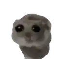 a close up of a hamster 's head with big black eyes .