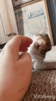 Petting Viralhog GIF - Petting Viralhog Squirrel GIFs