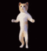 Dancing Cat Orange GIF - Dancing Cat Dancing Cat GIFs