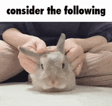 a person is holding a small rabbit with the words consider the following above it