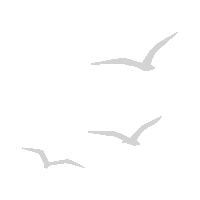 a flock of seagulls are flying in a row on a white background