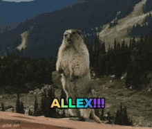 Allex Screaming GIF - Allex Screaming Beaver GIFs