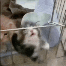 a kitten is hanging upside down on a clothesline .