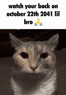 a picture of a cat with the words watch your back on october 22th 2041 lil bro below it