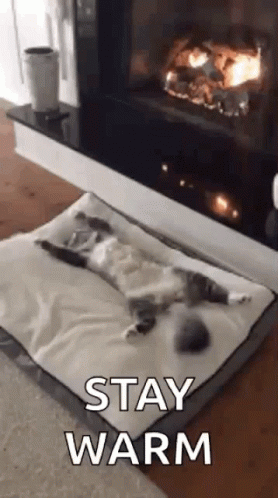 cat-chilling.gif