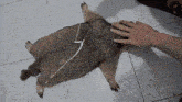 a person is petting a squirrel that is laying on its back on a tiled floor