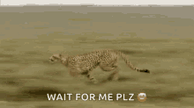 weeeeee run fast cheetah wait for me