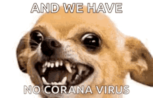 chihuahua angry no corona virus mad