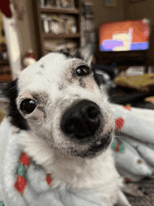 Petey Dog GIF - Petey Dog Wink GIFs