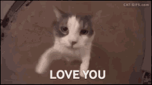Kitty Kitty Love GIF - Kitty Kitty Love I Love You GIFs