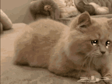 Cat Sad GIF - Cat Sad Cry GIFs