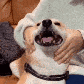 Shiba Inu Dog GIF - Shiba Inu Dog Dogs GIFs
