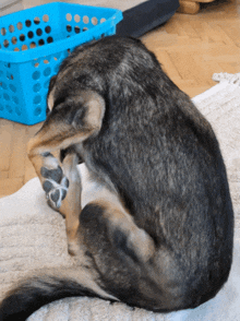 a dog with a blue basket in the background is scratching itself