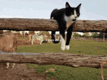 a black and white cat hanging over a wooden fence with the words " i love cats " above it