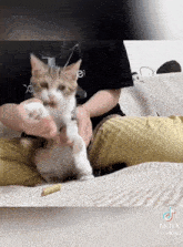 a tiktok video of a person holding a kitten