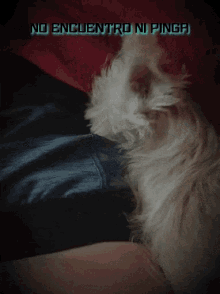 Insomnia Cute Dog GIF - Insomnia Cute Dog GIFs