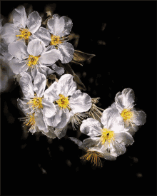 Flower557 GIF - Flower557 GIFs