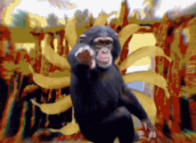 a chimpanzee is standing in front of a colorful background and pointing