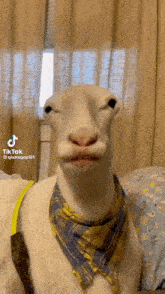 a sheep wearing a blue and yellow plaid scarf looks at the camera with a tiktok watermark