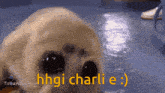 Hello Charlie Snebzz GIF - Hello Charlie Charlie Snebzz GIFs