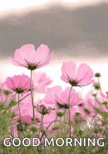 a picture of pink flowers with the words good morning