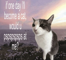 a cat standing in a field with the words if one day i ll become a cat
