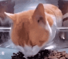 a cat is eating food from a plastic bowl