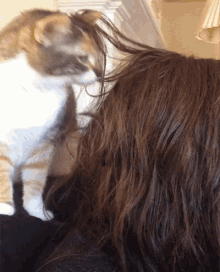 мокрые волосы кот трётся GIF - Wet Hair Cat GIFs