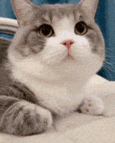 a gray and white cat is laying down and looking at the camera