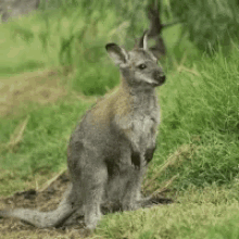 Cute Kangaroo GIF - Cute Kangaroo GIFs