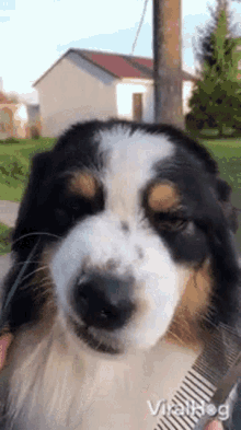 Dog Moves Nose Viralhog GIF - Dog Moves Nose Viralhog Combing Dogs Hair GIFs