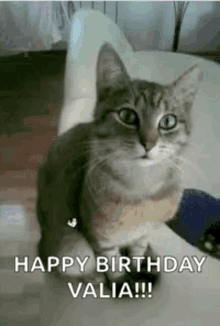 Cats Cat GIF - Cats Cat Day GIFs