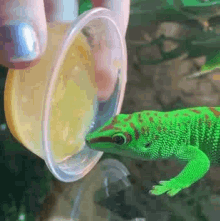 Delicious Gecko GIF - Delicious Gecko Taste GIFs