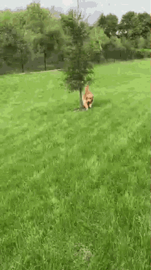 a dog is playing in the grass near a tree .