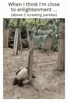 Enlightenment Panda GIF - Enlightenment Panda GIFs