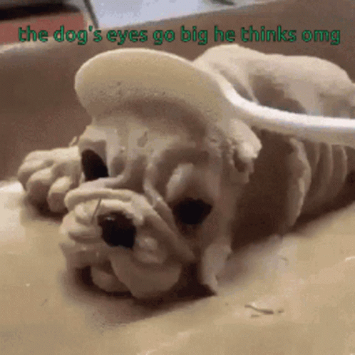 Funny Dog Scared Dog GIF - Funny Dog Scared Dog Omg - Discover & Share GIFs