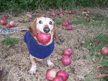 a small dog is standing in a field of apples .