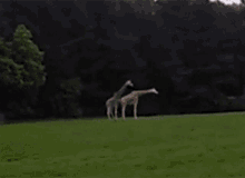 Funny Animals Giraffe GIF - Funny Animals Giraffe Fall GIFs
