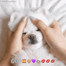 Cute Dog GIF - Cute Dog White Dog GIFs
