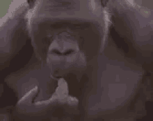 Monkey Thinking GIF - Monkey Thinking GIFs