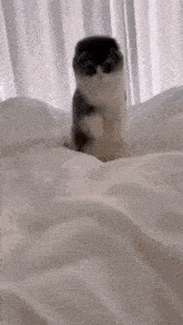 a cat is standing on top of a bed with white sheets and curtains .