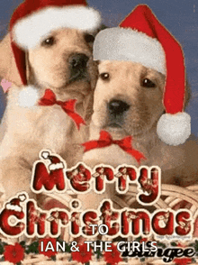 Merry Christmas Happy Holidays GIF - Merry Christmas Happy Holidays Dogs GIFs