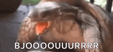 a close up of a turtle 's mouth with the words bjoooouuurrr written on it .