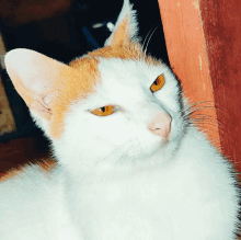 Michu Calm Cat GIF - Michu Calm Cat Kucing Orange GIFs