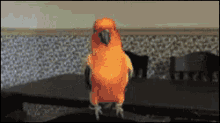 Orange Parrot GIF